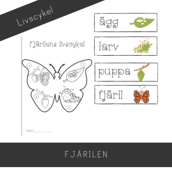 Fjärilens livscykel