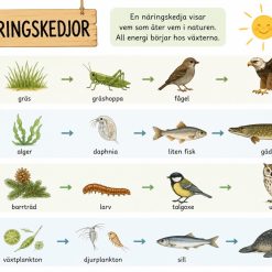 Näringskedjor och näringsvävar!