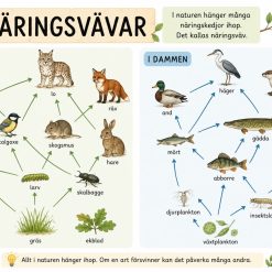 Näringskedjor och näringsvävar!
