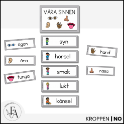 Våra sinnen: Bild- och begreppskort | Ordvägg