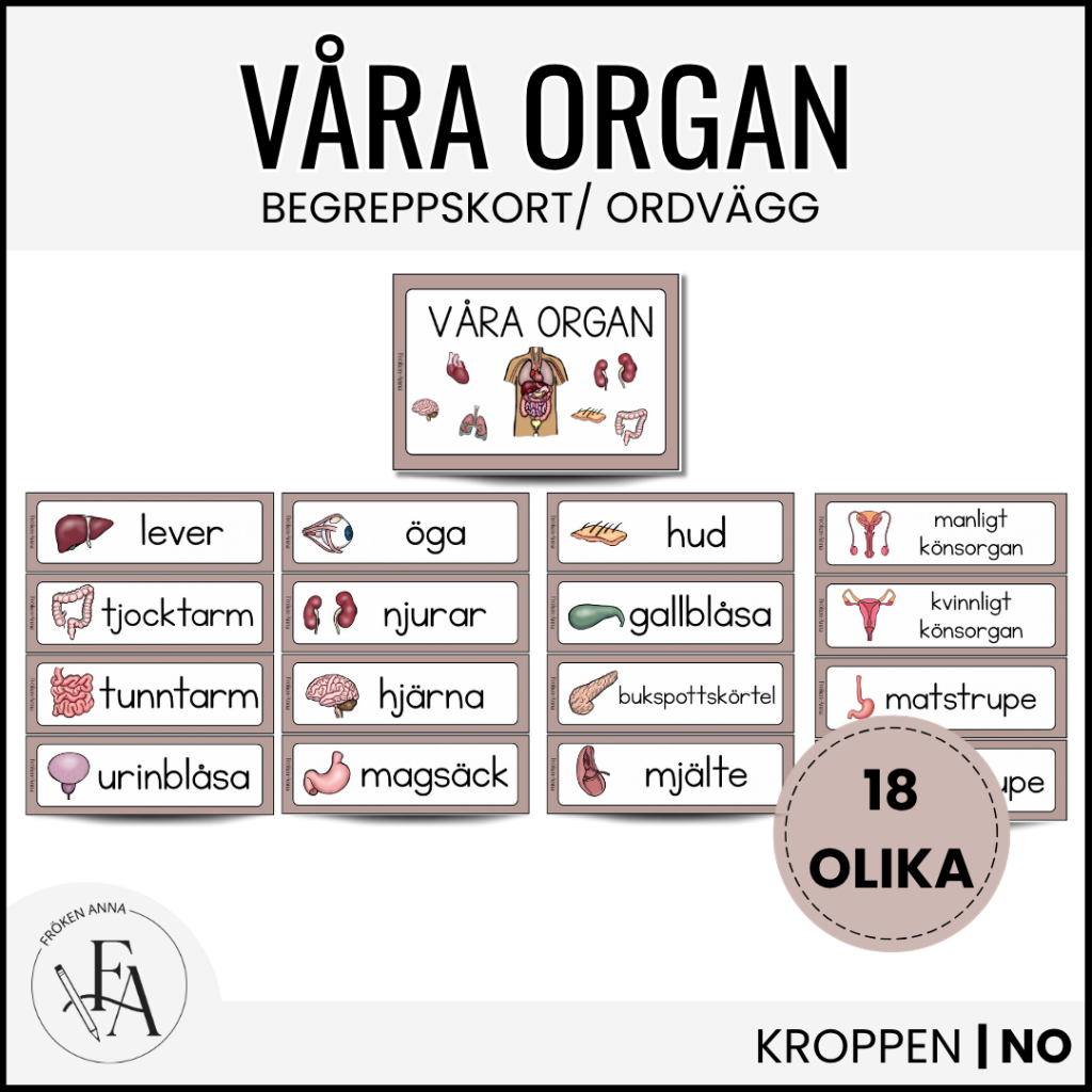 Våra organ: Bild- och begreppskort | Ordvägg