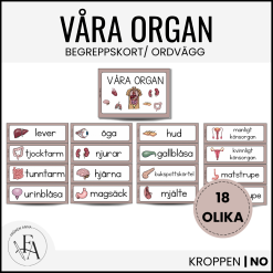 Våra organ: Bild- och begreppskort | Ordvägg
