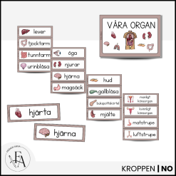 Våra organ: Bild- och begreppskort | Ordvägg