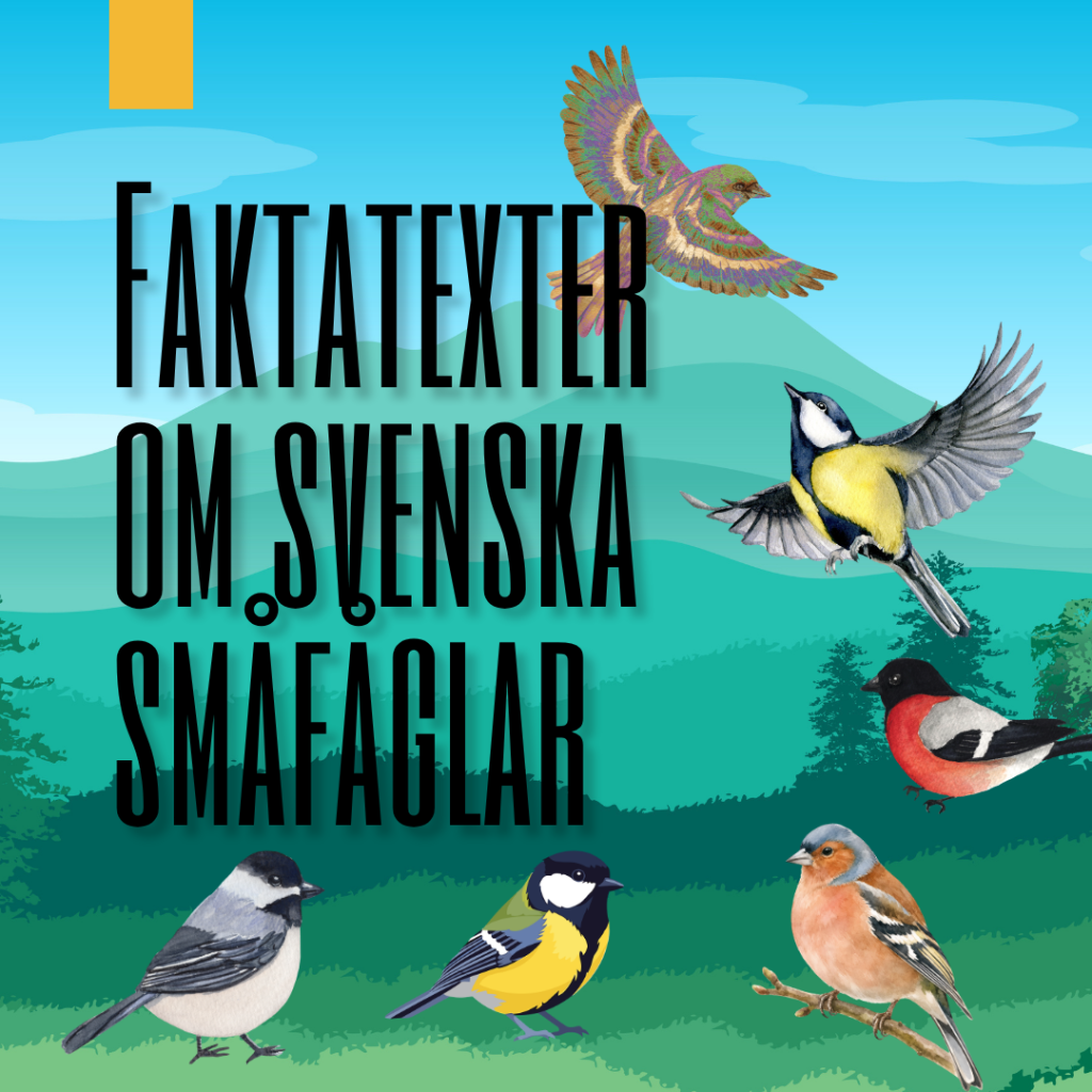 Temapaket: Svenska Småfåglar – Faktatexter & Läsförståelse
