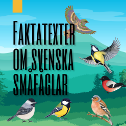 Temapaket: Svenska Småfåglar – Faktatexter & Läsförståelse