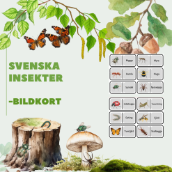 Bildkort: Svenska insekter