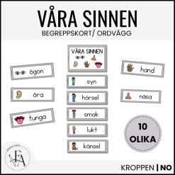 Våra sinnen: Bild- och begreppskort | Ordvägg