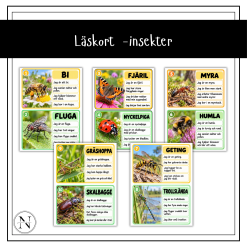 Läskort - insekter