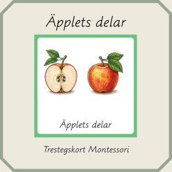 Äpplets delar - Montessori trestegskort