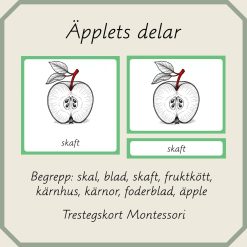 Äpplets delar - Montessori trestegskort