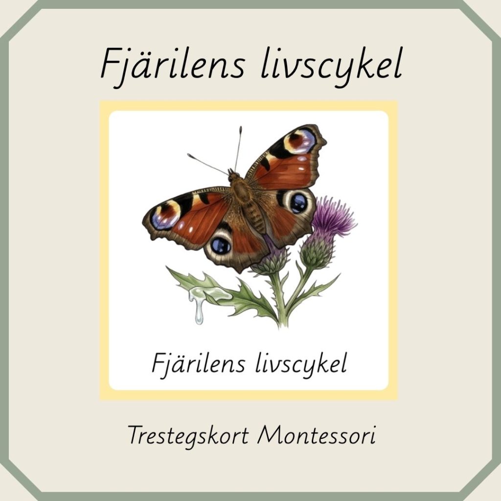 Fjärilens livscykel – Montessori trestegskort