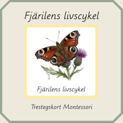 Fjärilens livscykel - Montessori trestegskort