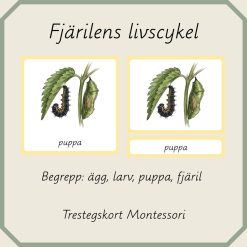 Fjärilens livscykel - Montessori trestegskort