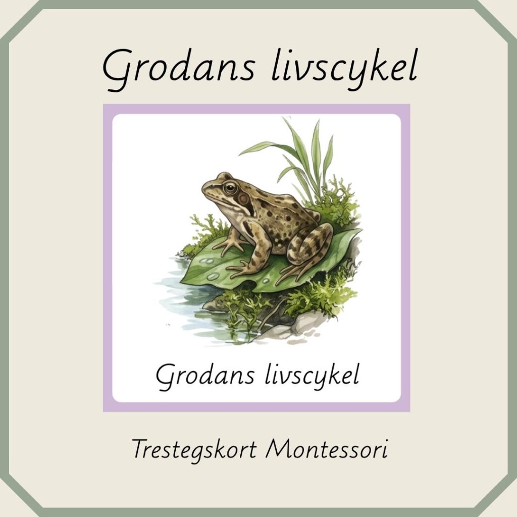 Grodans livscykel – Montessori trestegskort
