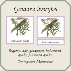 Grodans livscykel - Montessori trestegskort