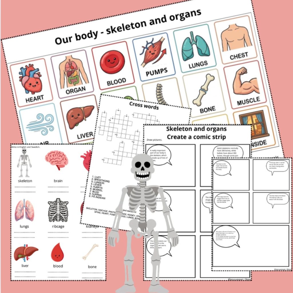 Our body – skeleton and organs