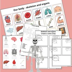 Our body - skeleton and organs