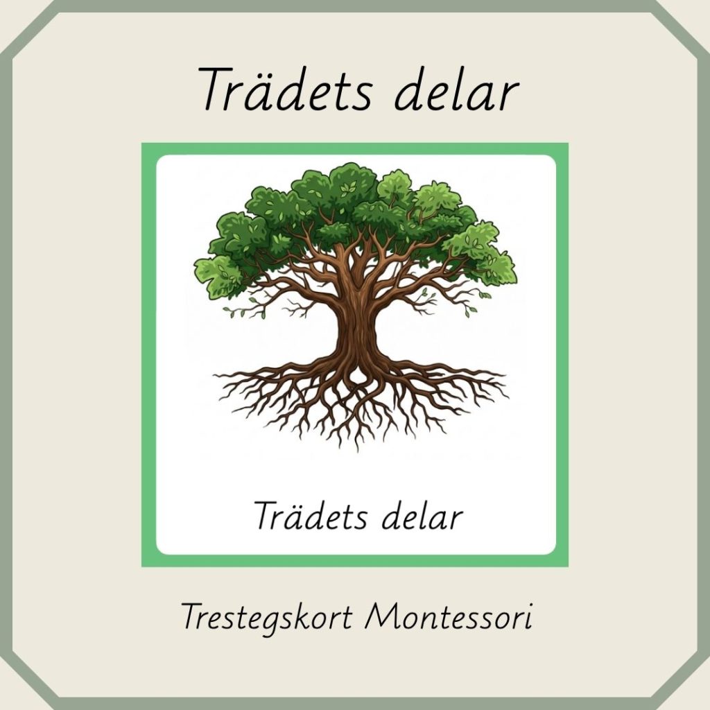 Trädets delar – Montessori trestegskort