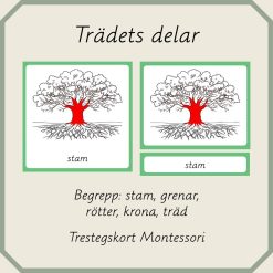 Trädets delar - Montessori trestegskort