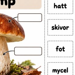 Svampens delar